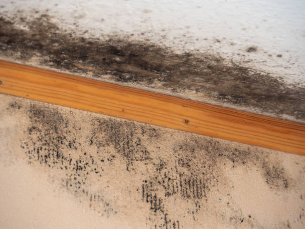 Best Black Mold Removal  in Nescopeck, PA