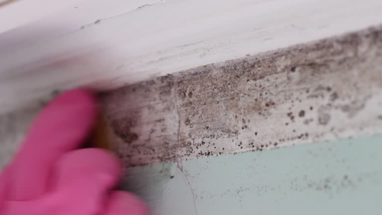  Nescopeck, PA Mold Removal Pros